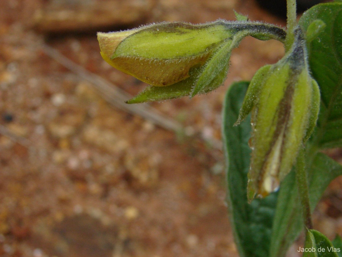 Crotalaria scabrella Wight & Arn.